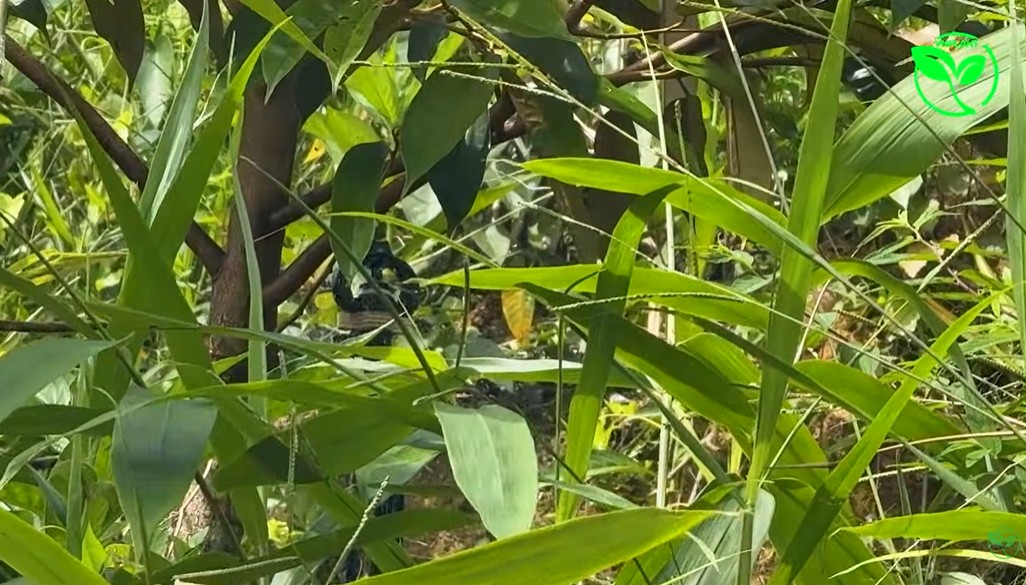 béc VP10 tưới cây sầu riêng